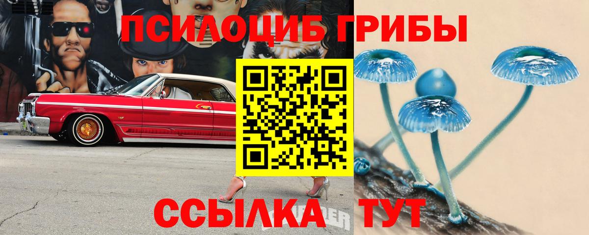 Кингисепп  цены   Вход с VPN  Галлюциногенные грибы Psilocybe 